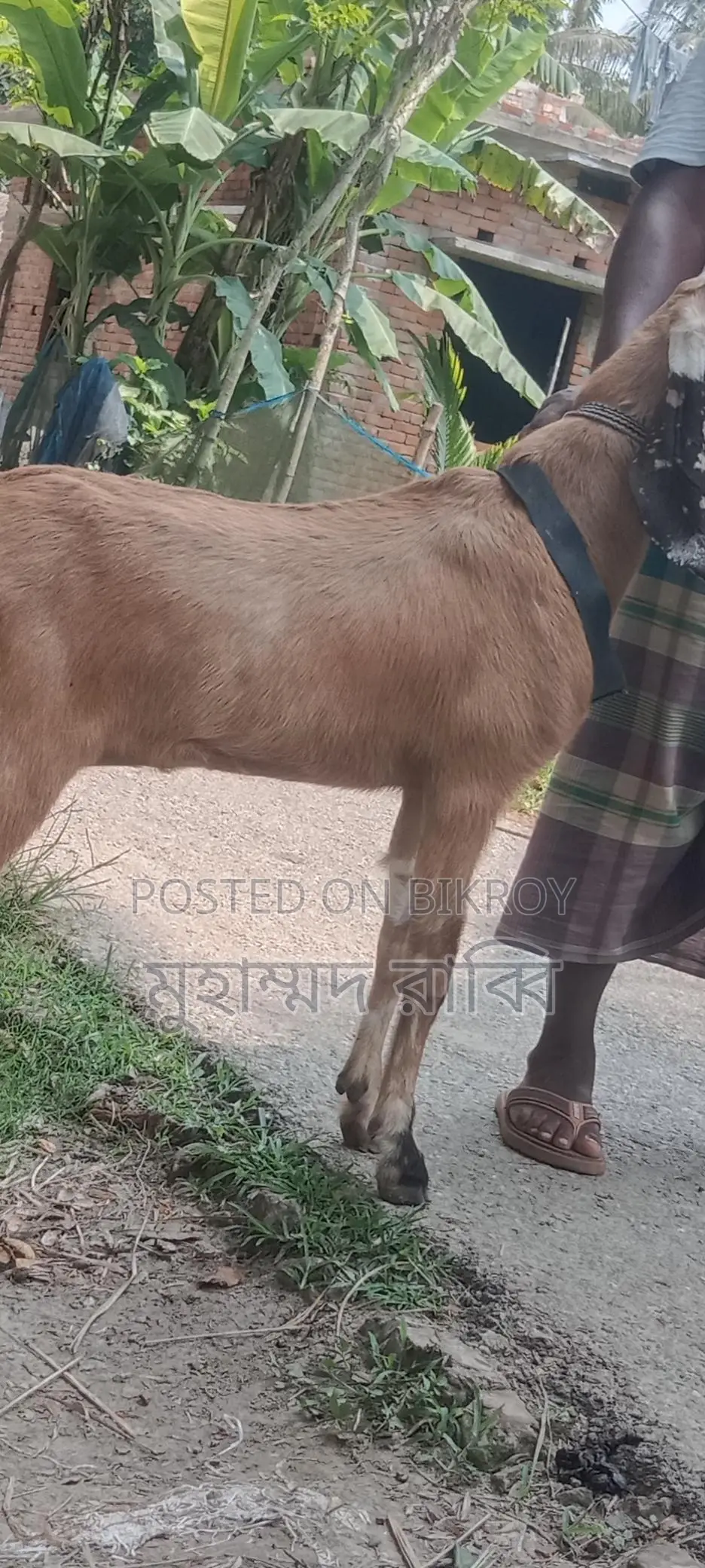 High-Quality Healthy Tota Puri and Sirhi Goats