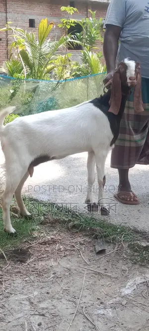 High-Quality Healthy Tota Puri and Sirhi Goats