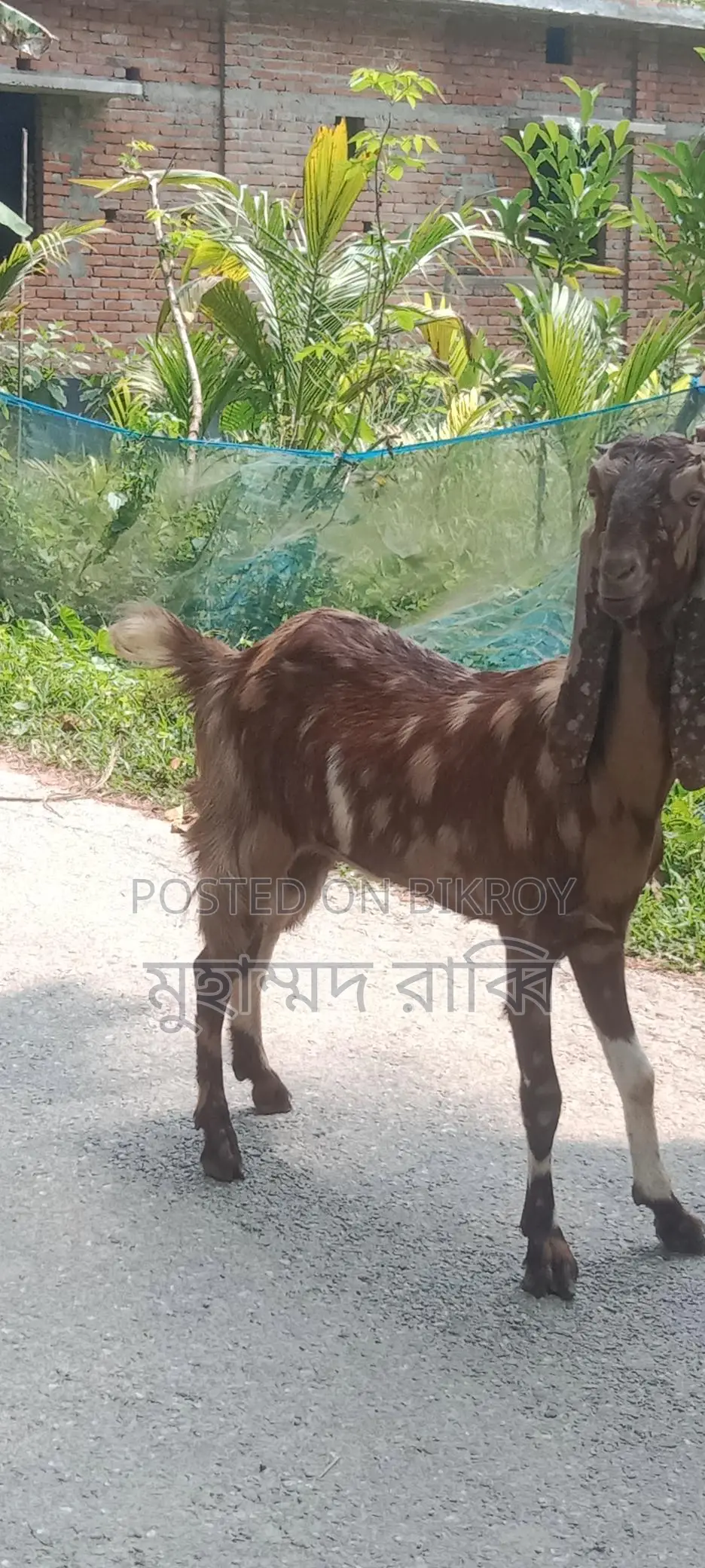 High-Quality Healthy Tota Puri and Sirhi Goats
