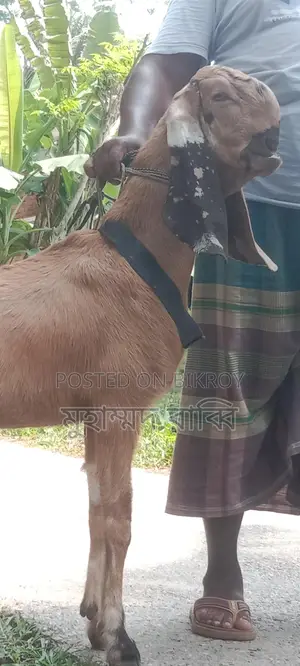 High-Quality Healthy Tota Puri and Sirhi Goats