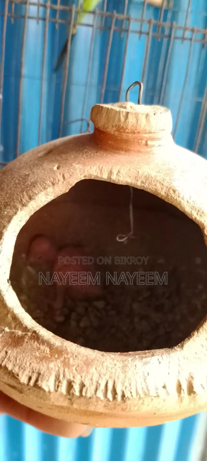ফুল সেটাপ বিক্রি করবো জোড়ার সাথে একটা বাচ্চা আছে