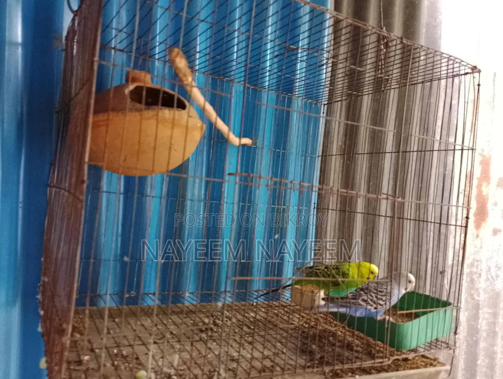 ফুল সেটাপ বিক্রি করবো জোড়ার সাথে একটা বাচ্চা আছে
