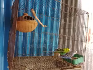 ফুল সেটাপ বিক্রি করবো জোড়ার সাথে একটা বাচ্চা আছে