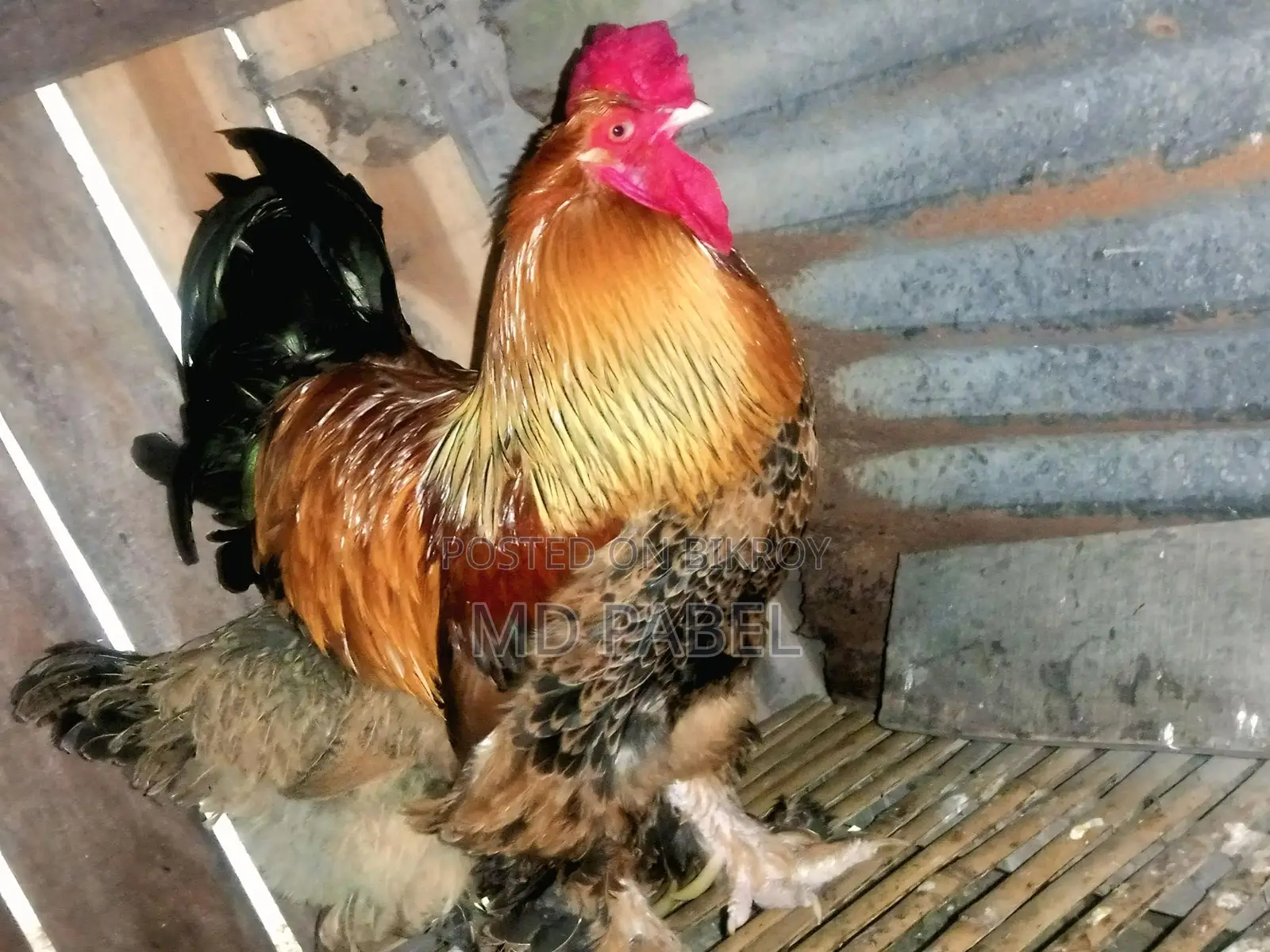 American Brahma Rooster