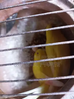 Budgerigar Birds