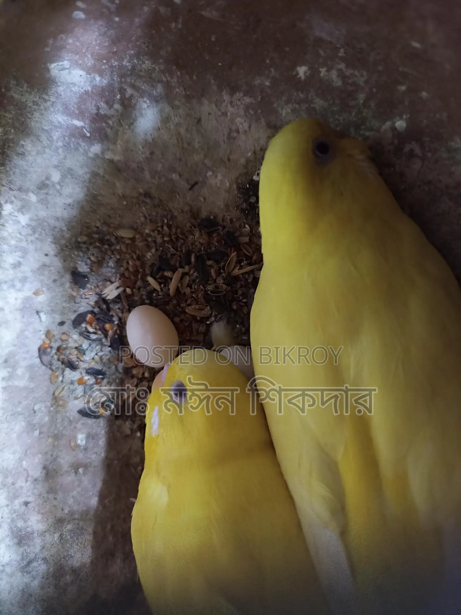 বাজরিগার পাখি