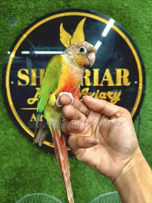 টেম পায়নাপেল কনিউর conure birds