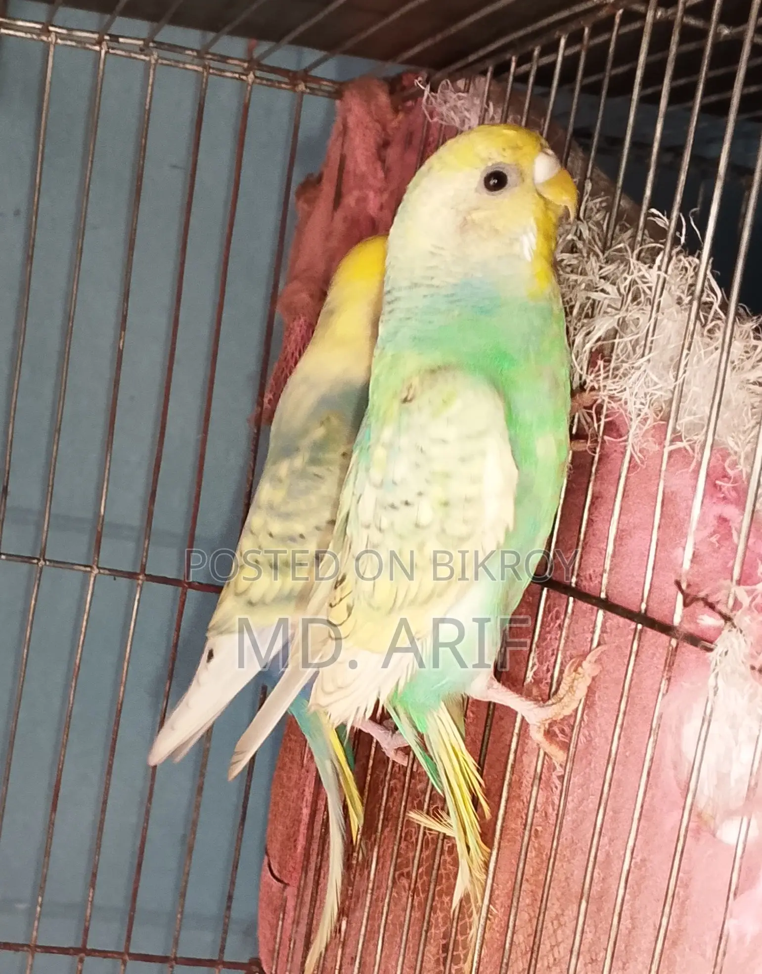 বাজরিগার বাজিগর বাজিগার পাখি