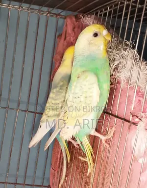 বাজরিগার বাজিগর বাজিগার পাখি