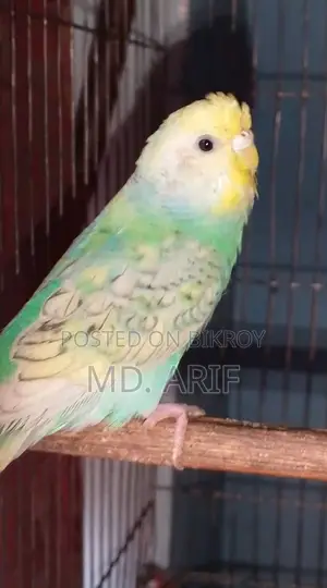 বাজরিগার বাজিগর বাজিগার পাখি