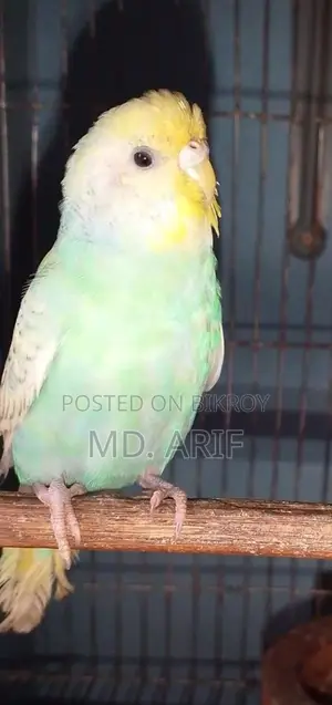 বাজরিগার বাজিগর বাজিগার পাখি