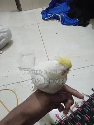 টেম কোকাটেল পাখি