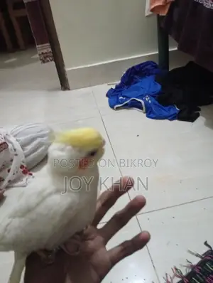 টেম কোকাটেল পাখি