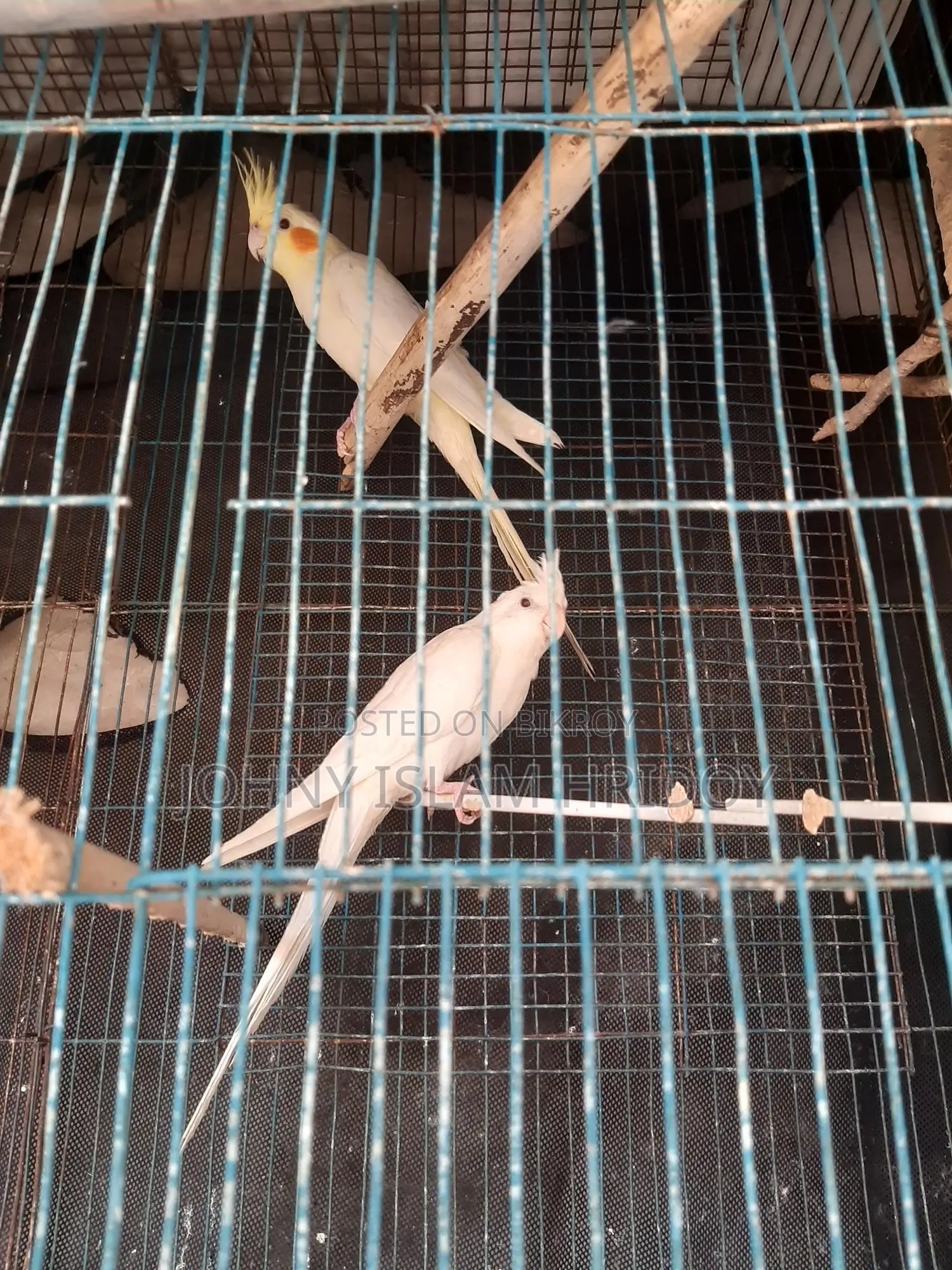 এক জুডা কোকাটেল পাখি আছে কেউ নিলে নিতে পারেন,