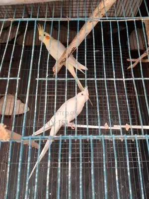 এক জুডা কোকাটেল পাখি আছে কেউ নিলে নিতে পারেন,