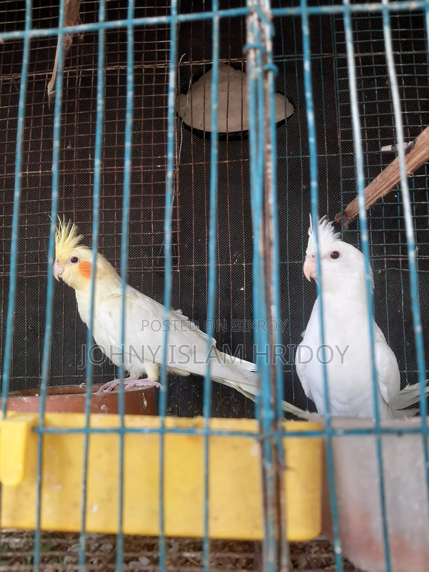 এক জুডা কোকাটেল পাখি আছে কেউ নিলে নিতে পারেন,