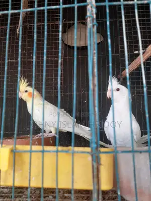 এক জুডা কোকাটেল পাখি আছে কেউ নিলে নিতে পারেন,