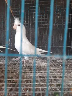 এক জুডা কোকাটেল পাখি আছে কেউ নিলে নিতে পারেন,