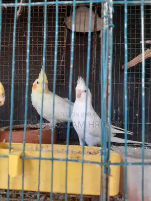 এক জুডা কোকাটেল পাখি আছে কেউ নিলে নিতে পারেন,