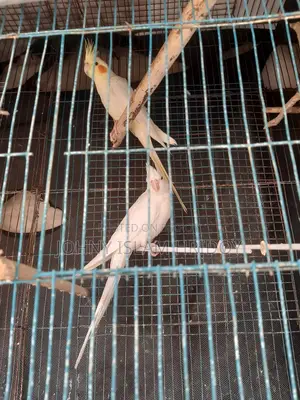 এক জুডা কোকাটেল পাখি আছে কেউ নিলে নিতে পারেন,