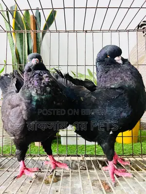কিং কবুতর