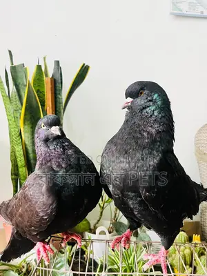 কিং কবুতর