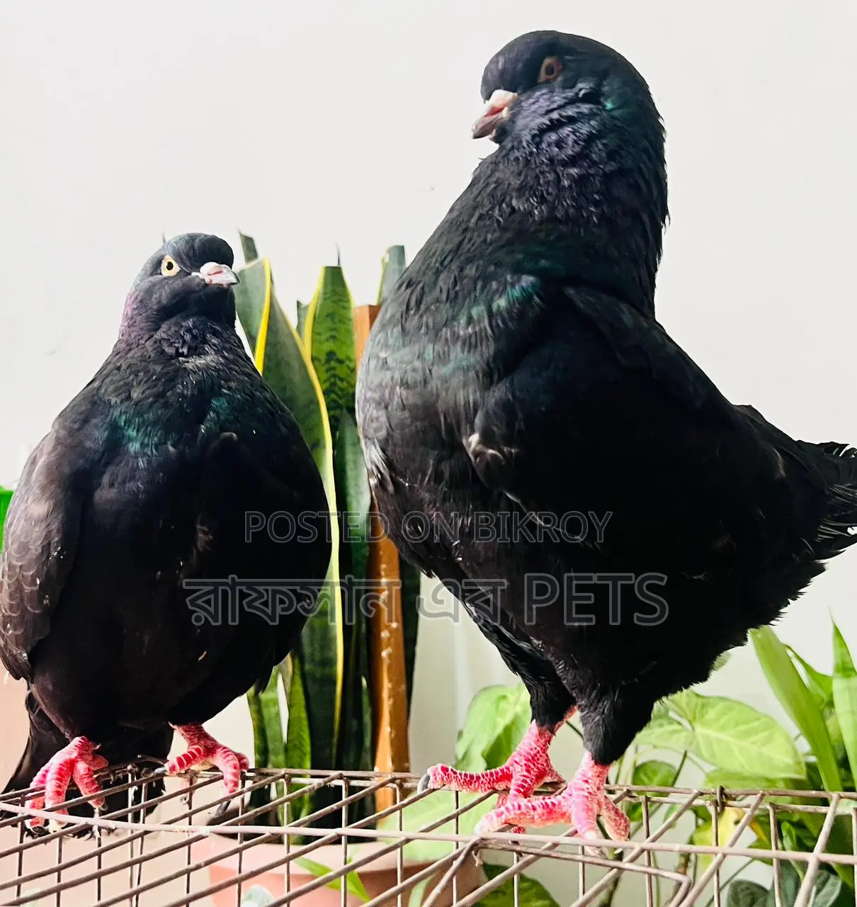 কিং কবুতর