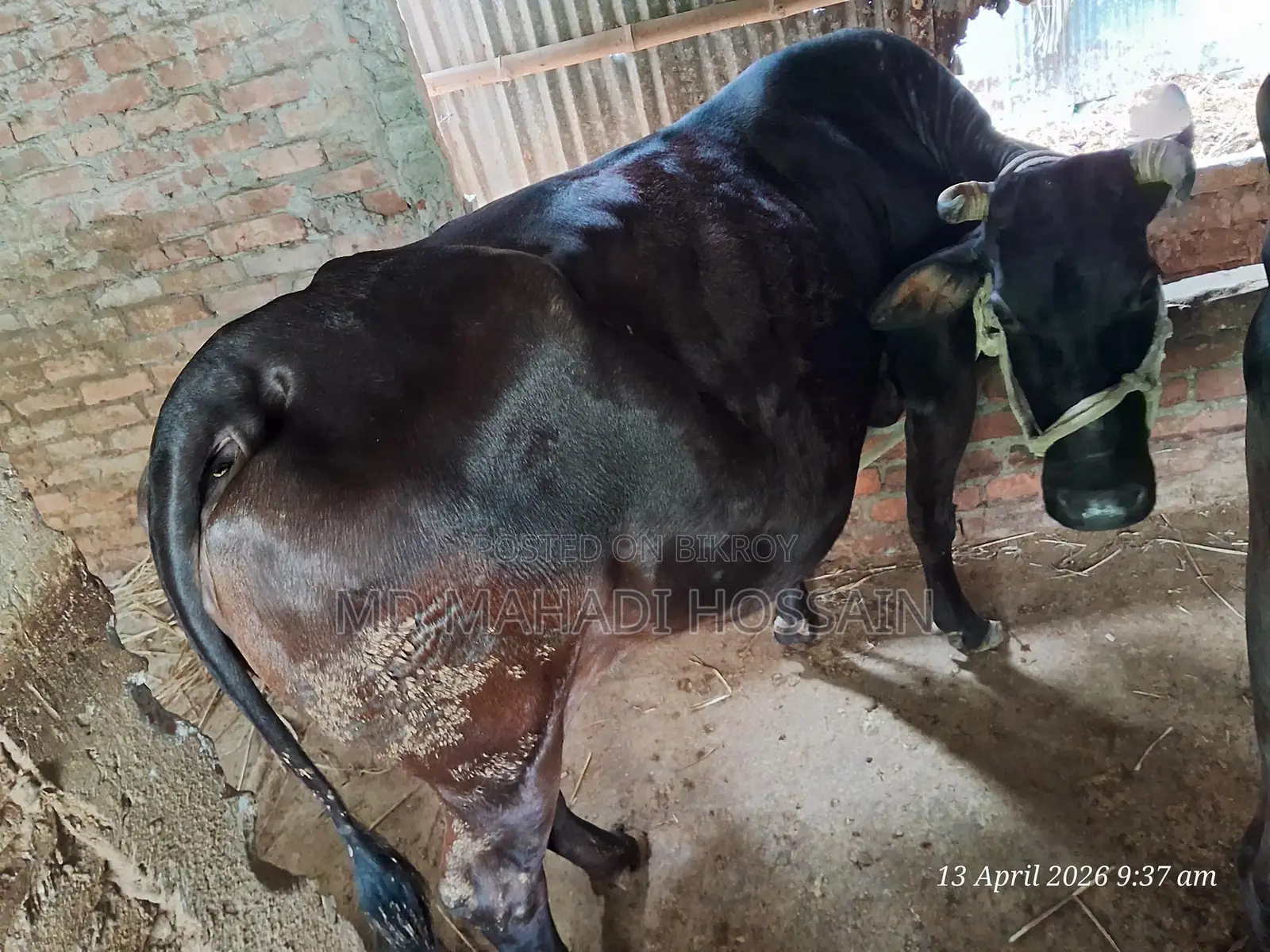 8-Month Pregnant Cow for Urgent Sale