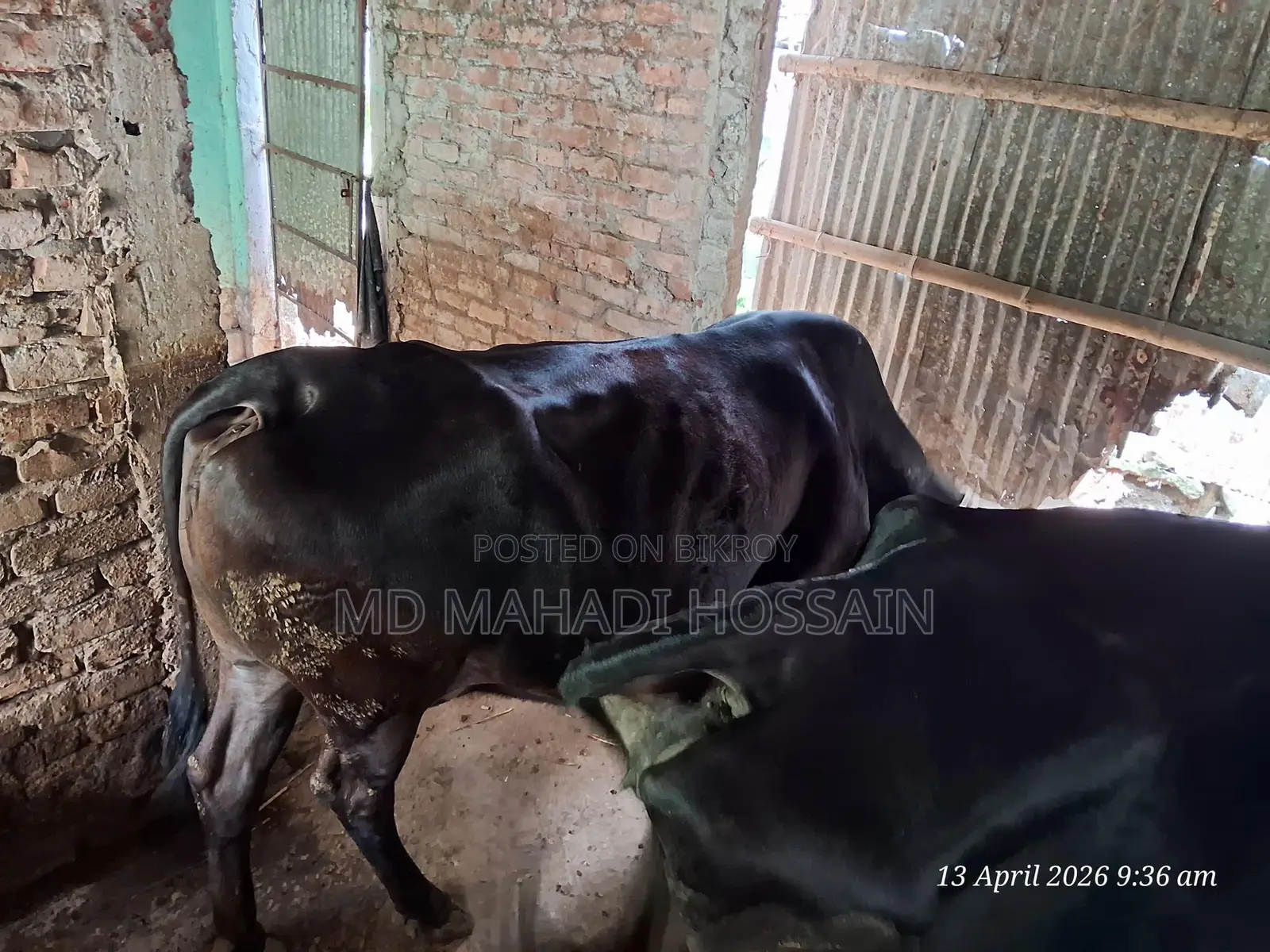 8-Month Pregnant Cow for Urgent Sale