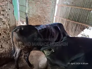 8-Month Pregnant Cow for Urgent Sale