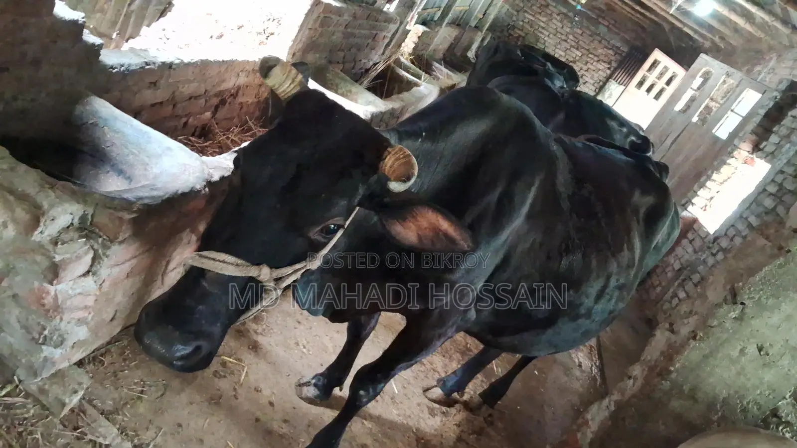 8-Month Pregnant Cow for Urgent Sale