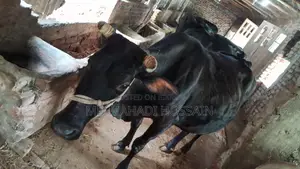 8-Month Pregnant Cow for Urgent Sale