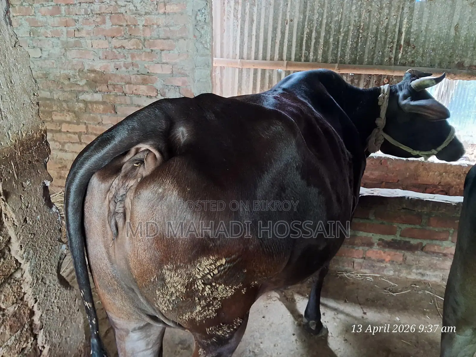 8-Month Pregnant Cow for Urgent Sale