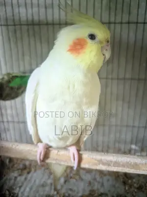 Lutino Cockatiel (Female)