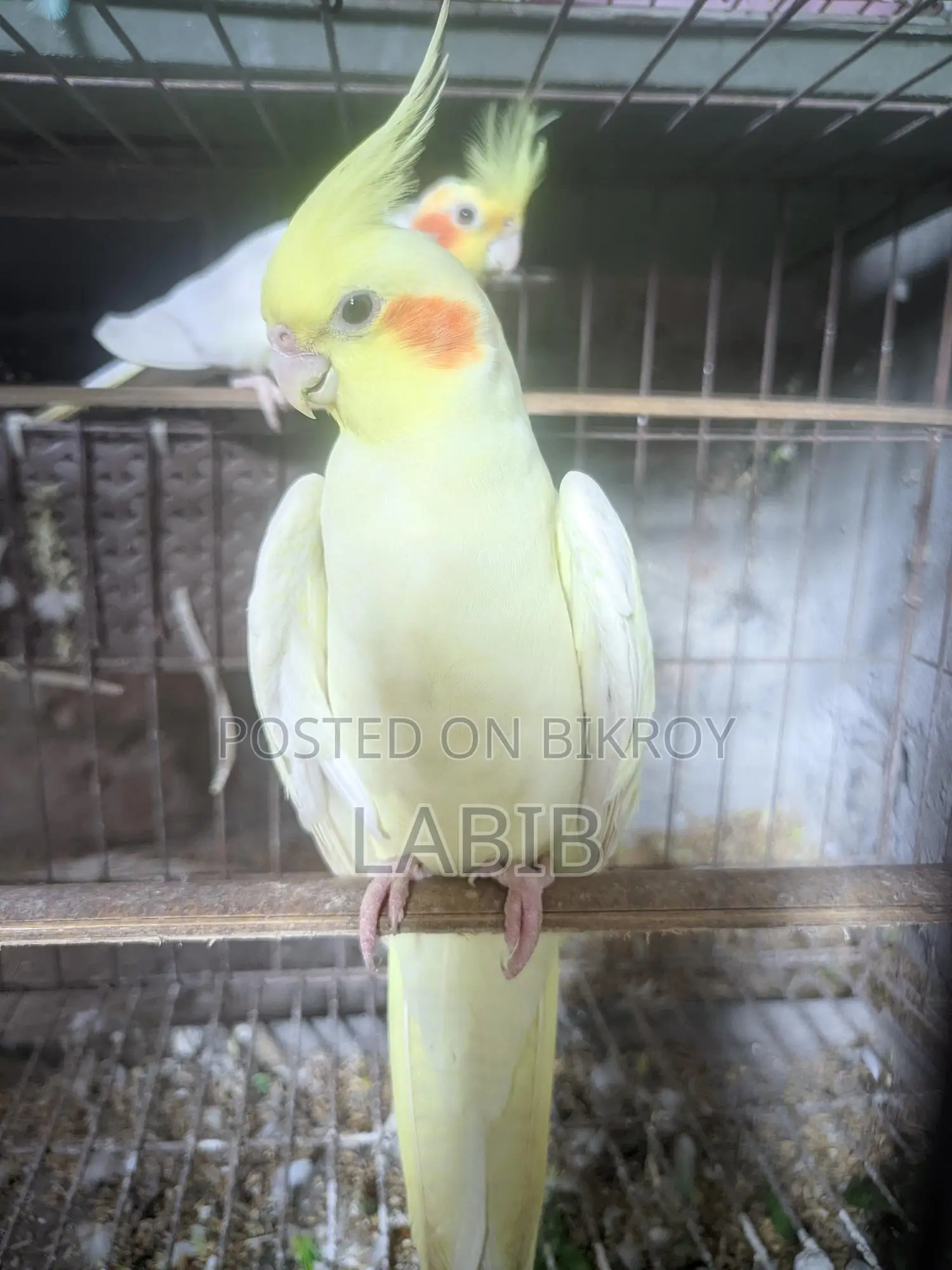 Lutino Cockatiel (Female)