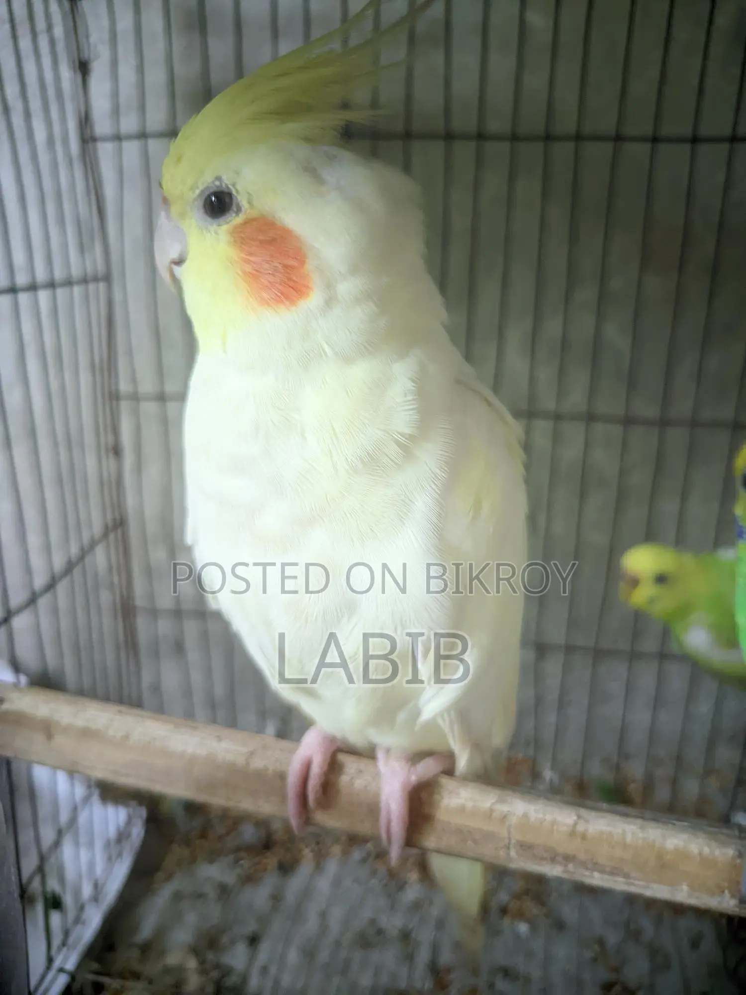 Lutino Cockatiel (Female)