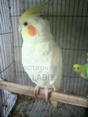 Lutino Cockatiel (Female)