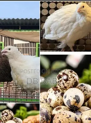 European White Jumbo Quail Fertile Hatching Eggs