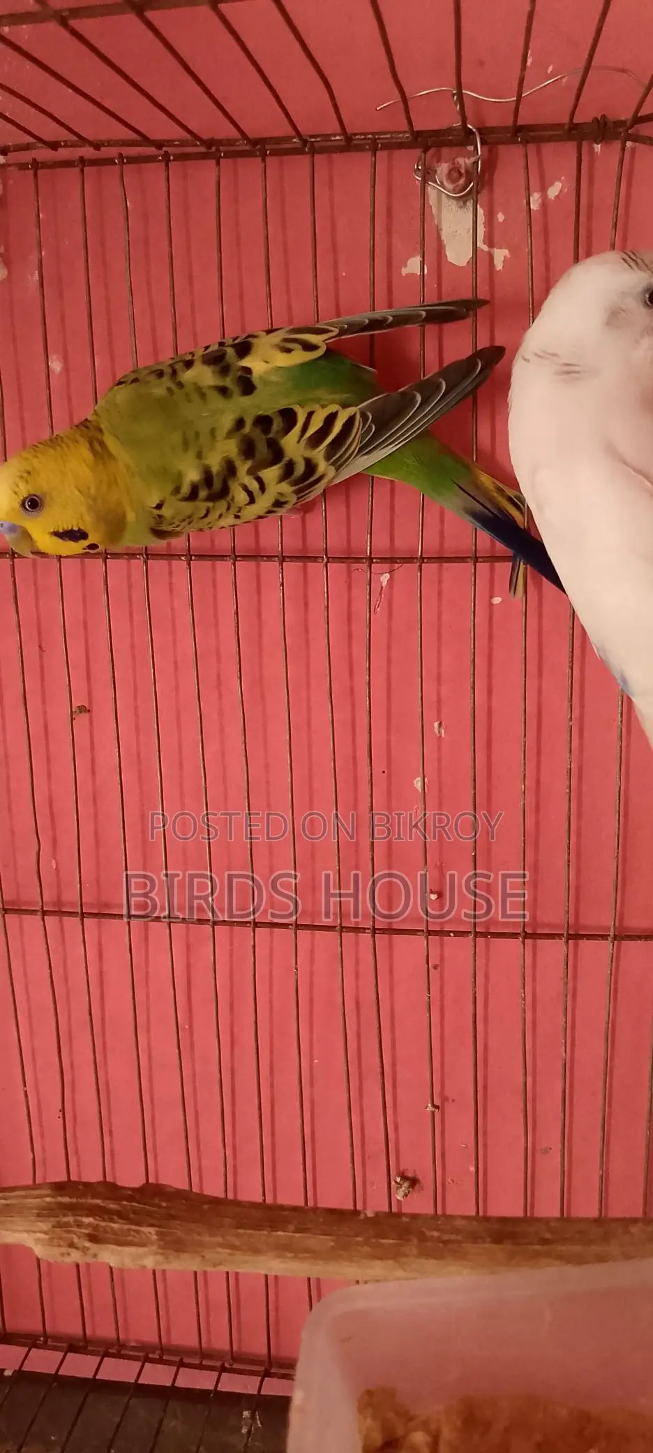 Master Pair Budgie