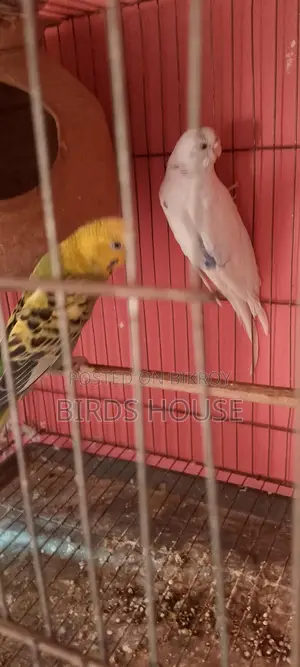Master Pair Budgie