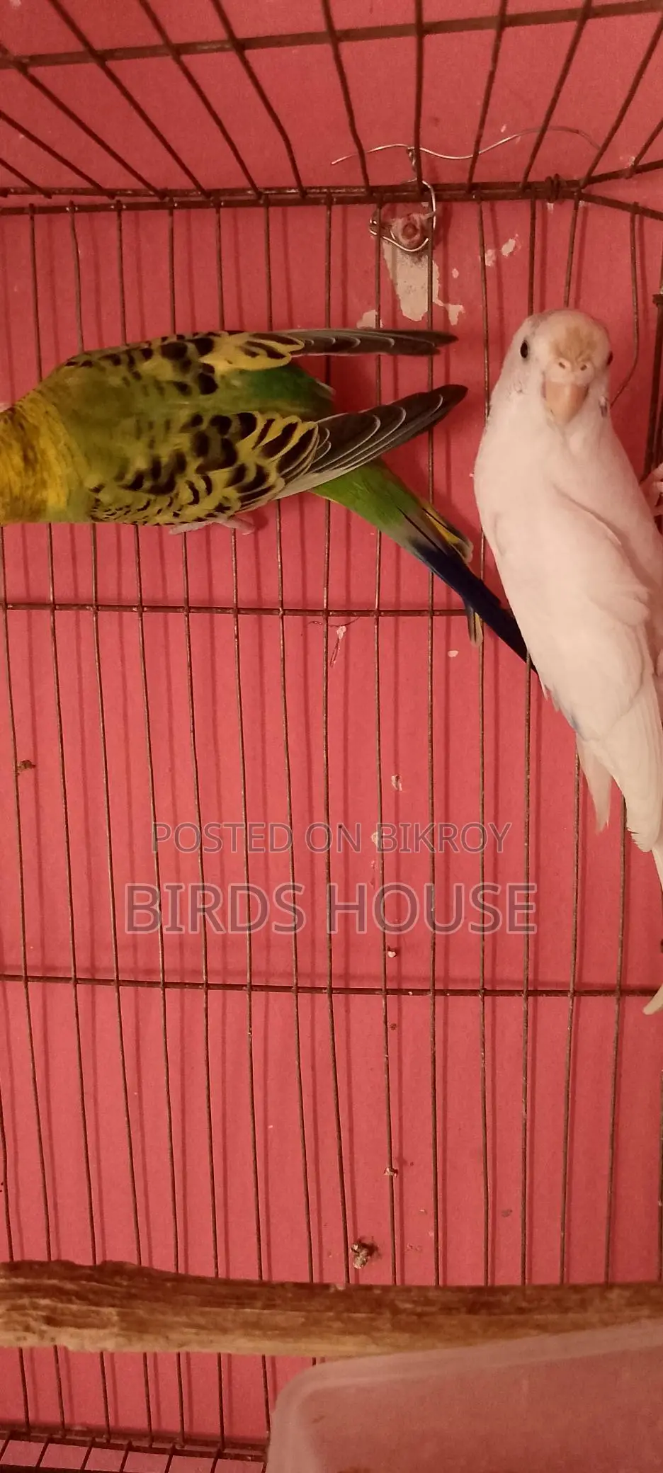 Master Pair Budgie