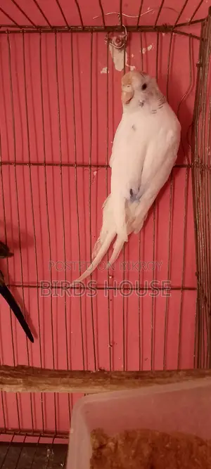 Master Pair Budgie