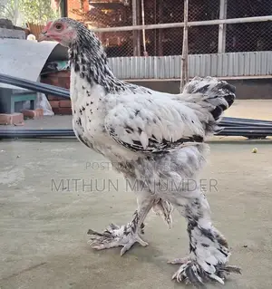 ব্রাহমা মোরগ