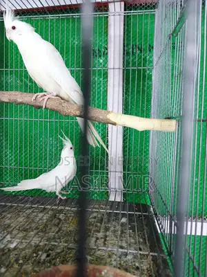 3 Pairs of Albino Cockatiels for Sale