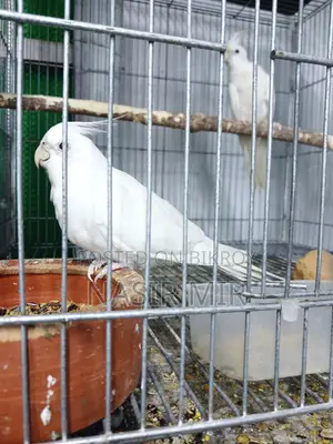 3 Pairs of Albino Cockatiels for Sale