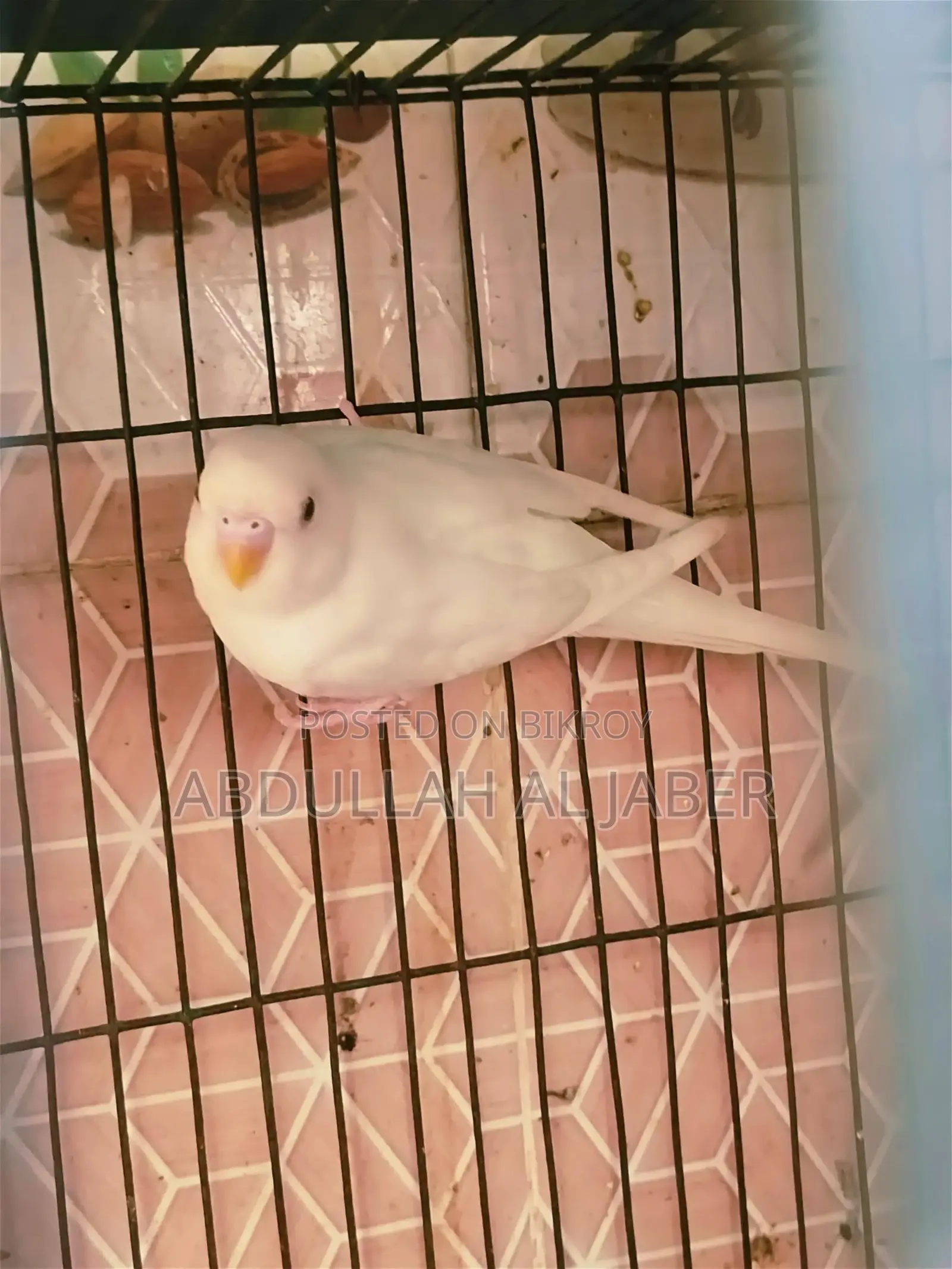 Albino Female Running