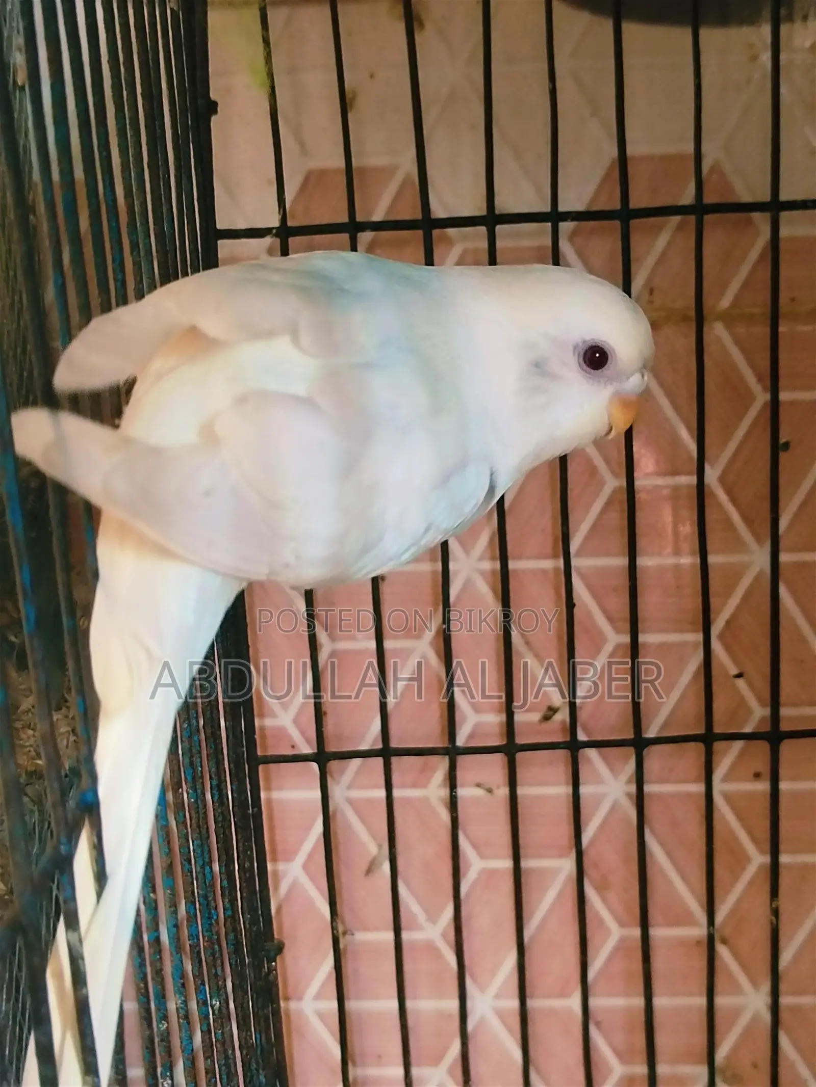 Albino Female Running
