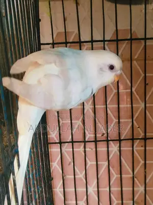 Albino Female Running