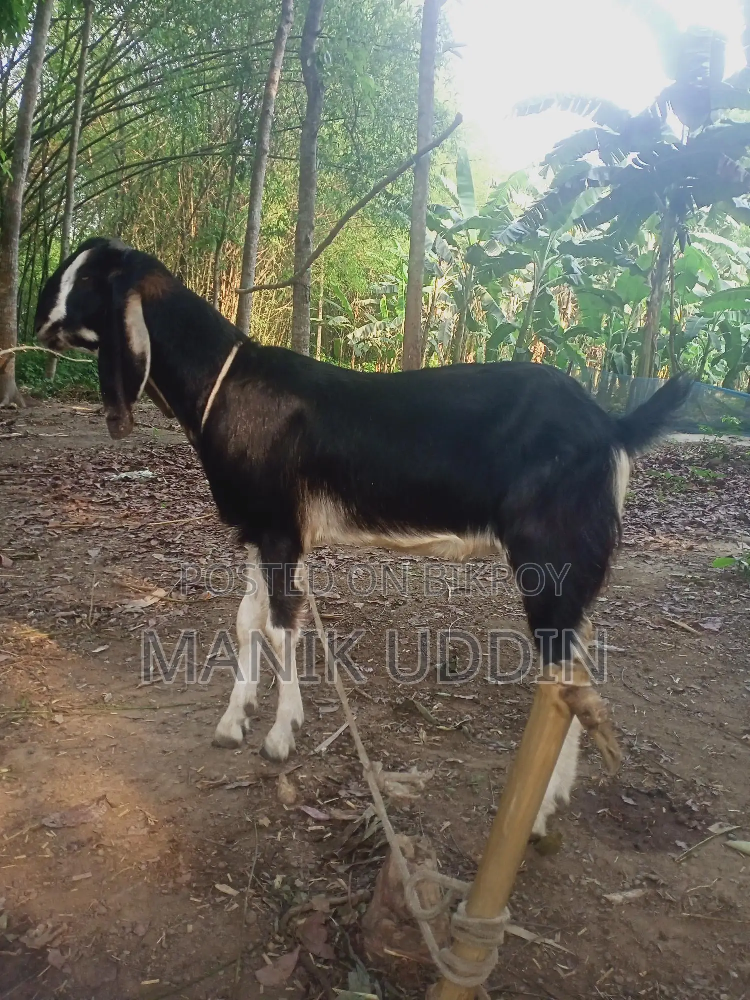 A pair of castrated goats for sale - Alampur, Kushtia Sadar.