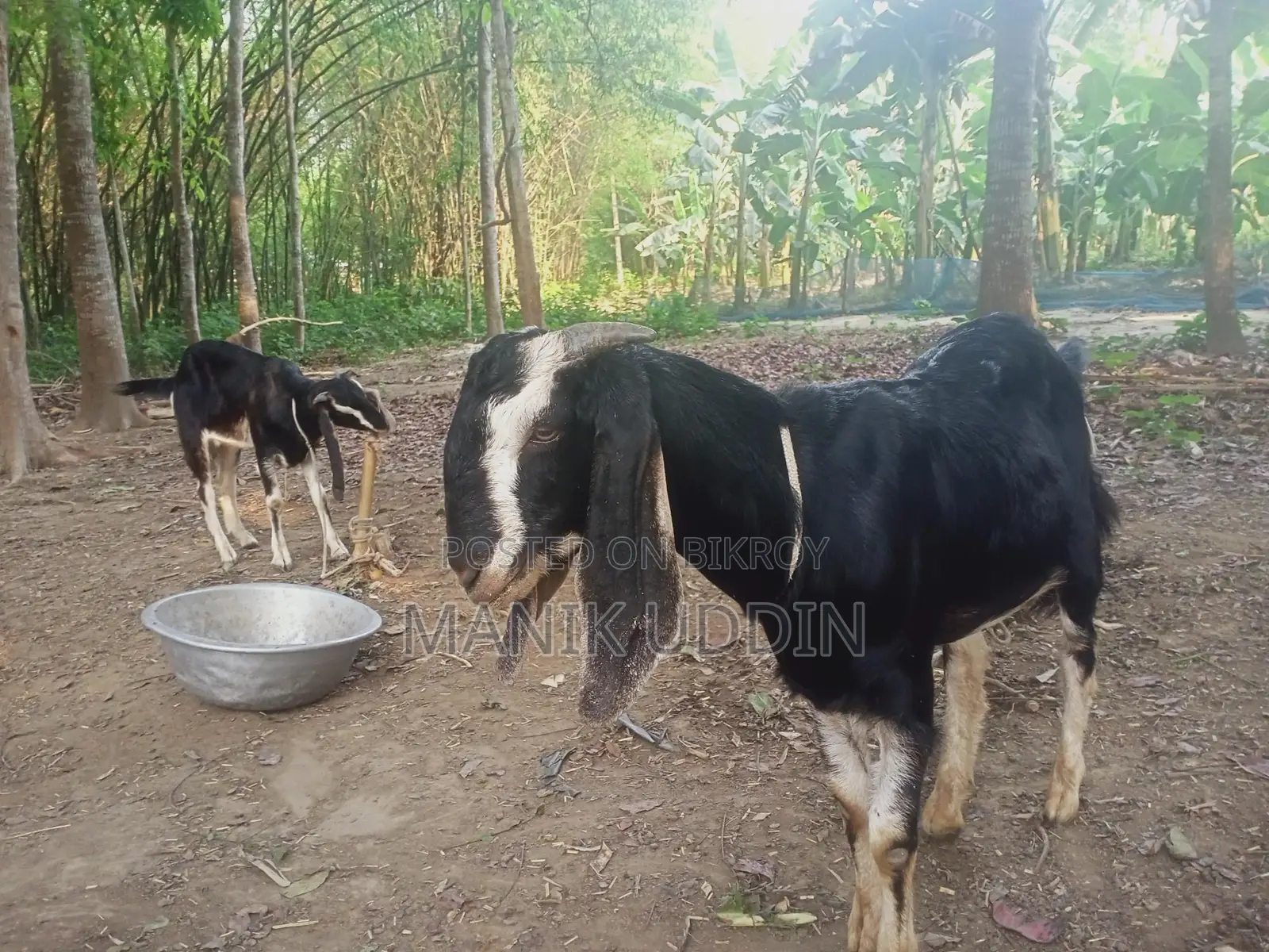 A pair of castrated goats for sale - Alampur, Kushtia Sadar.